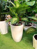 Dieffenbachia Indoor Plant - 80cm-90cm in Ceramic Pot - Dumb Cane