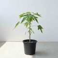 Papaya Small 50cm - 60cm