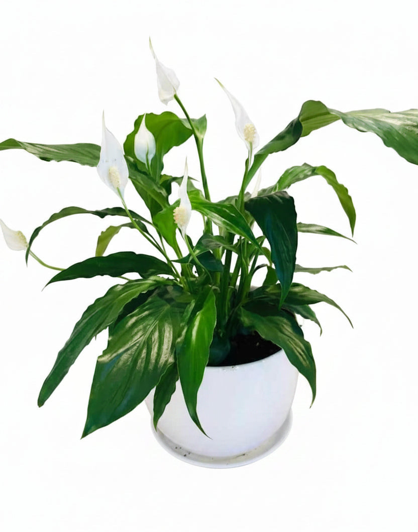 Peace Lily Plant for Sale - Spathiphyllum Wallisii 30cm-40cm