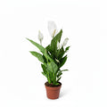 Peace Lily Plant for Sale - Spathiphyllum Wallisii 30cm-40cm
