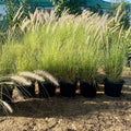 Pennisetum Grass / Pennisetum Setaceum