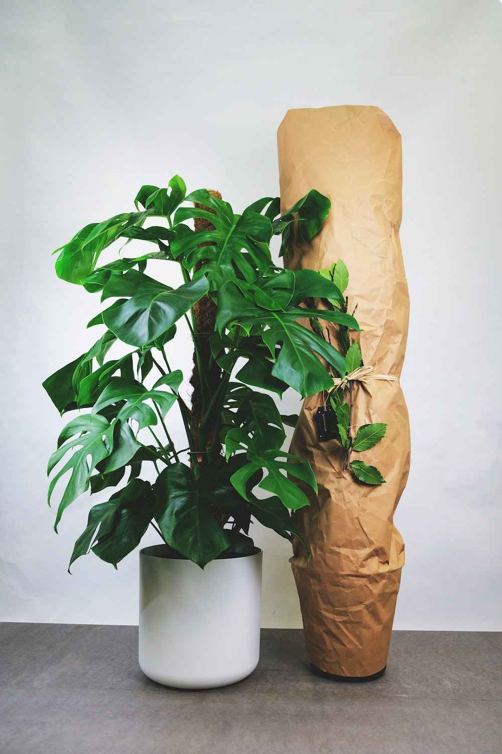 Monstera Deliciosa / Swiss cheese Plant  Ceriman, Swiss Cheese Plant, Monstera, Mexican Breadfruit, Delicious Monster, Split-leaf philodendron
