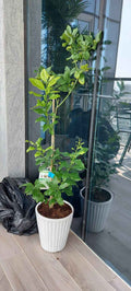 Potted Lemon 1.0mtr in CERAMIC pot