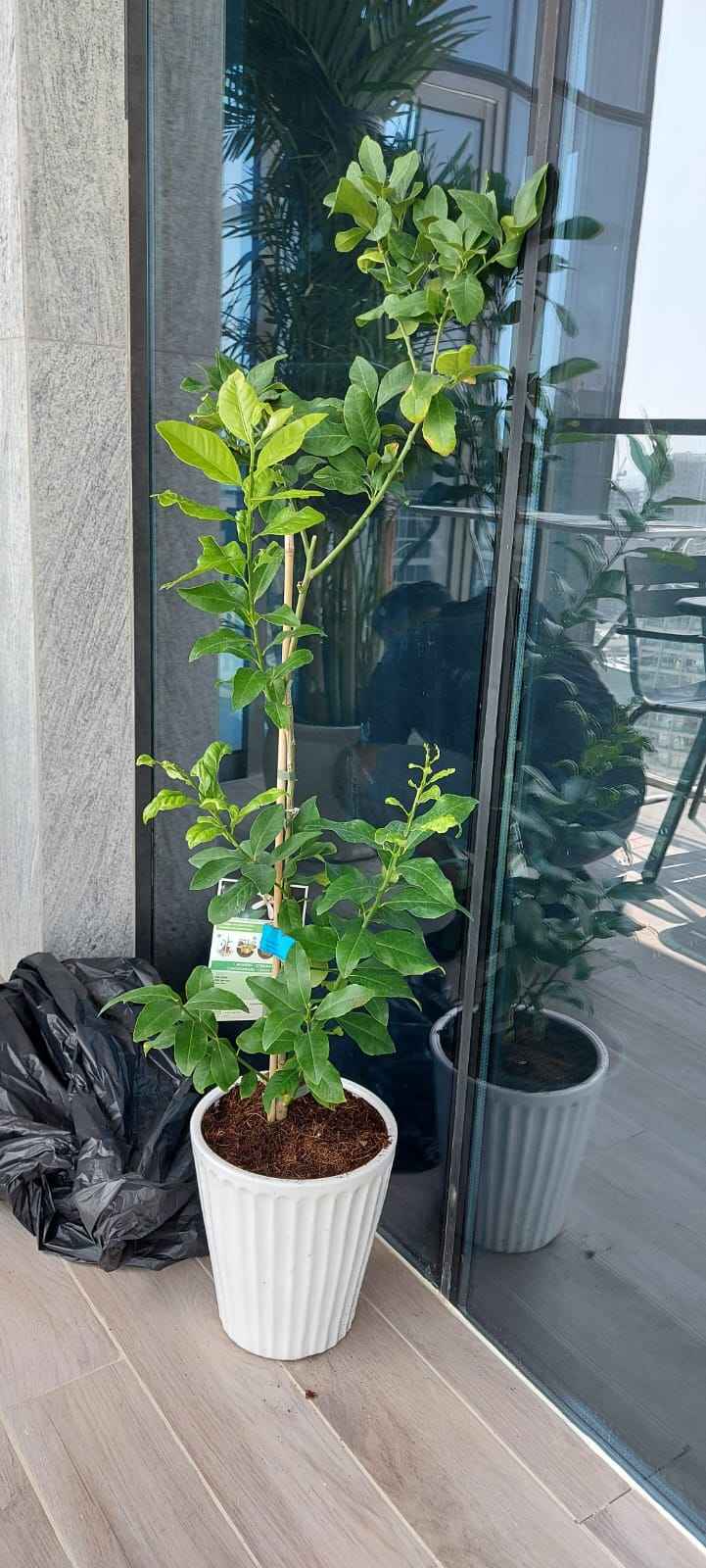 Potted Lemon 1.0mtr in CERAMIC pot