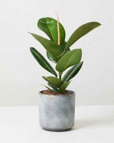 Ficus elastica Abidjan - Burgundy Rubber Plant 30-40cm
