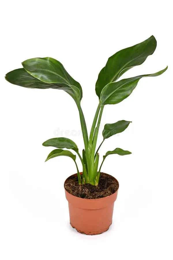 Strelitzia Nicolai: Giant Bird of Paradise