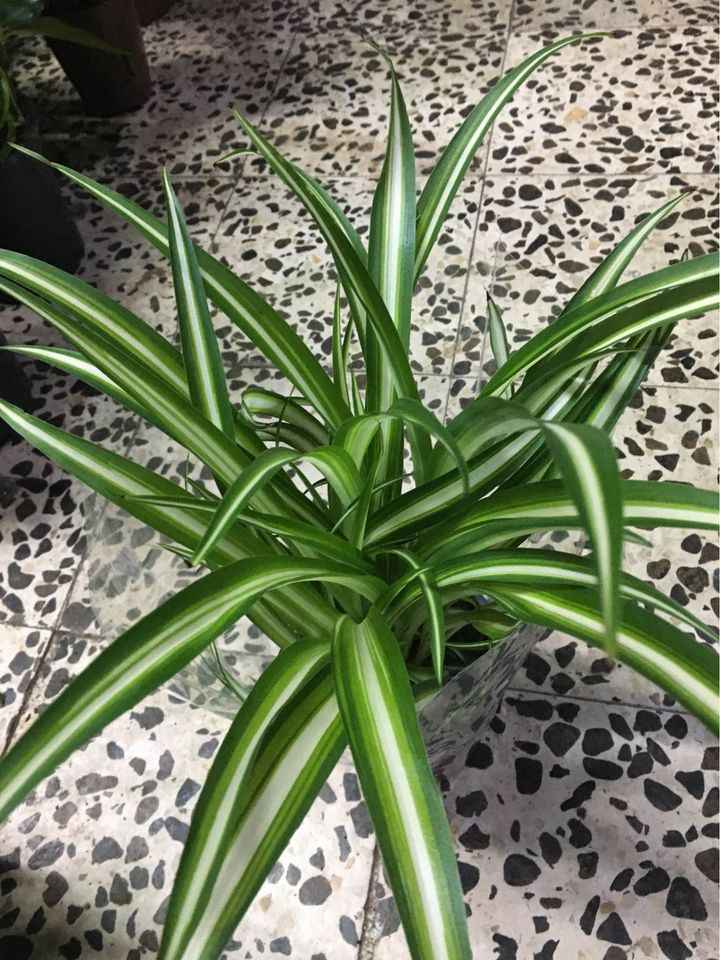 Spider plant (plastic pot) 30cm