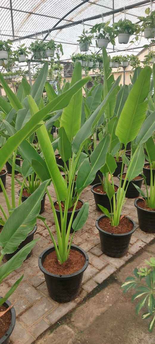 Traveller's Palm 120cm-140cm | indoor & Outdoor plant | Ravenala madagascariensis or traveller’s tree or East-West palm |  PlantMartUAE.com