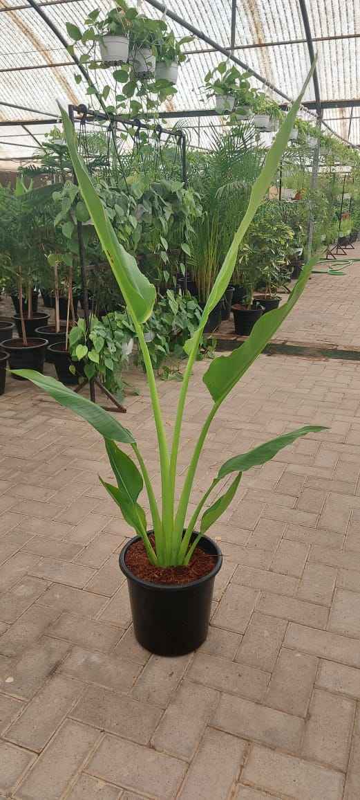 Traveller's Palm 120cm-140cm | indoor & Outdoor plant | Ravenala madagascariensis or traveller’s tree or East-West palm |  PlantMartUAE.com