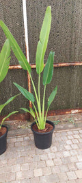 Traveller's Palm 120cm-140cm | indoor & Outdoor plant | Ravenala madagascariensis or traveller’s tree or East-West palm |  PlantMartUAE.com