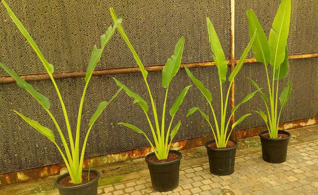 Traveller's Palm 120cm-140cm | indoor & Outdoor plant | Ravenala madagascariensis or traveller’s tree or East-West palm |  PlantMartUAE.com
