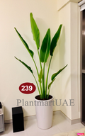 Travelers Palm Indoor Plant - Large 1.5mtr in Ceramic Pot