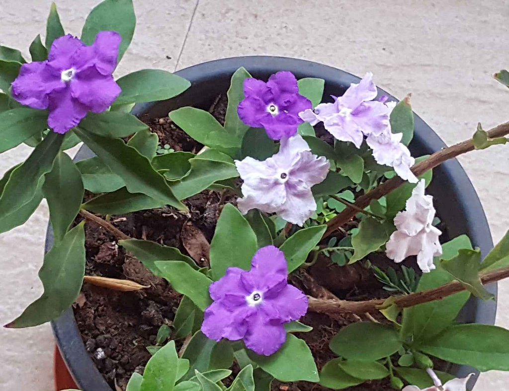 Yesterday Today and Tomorrow 60cm - 80cm | Outdoor plant | Best Online Plant Shop | PlantMartUAE.com