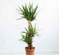 Yucca Indoor Plant 130cm-150cm - Ideal Addition to Your Home Decor