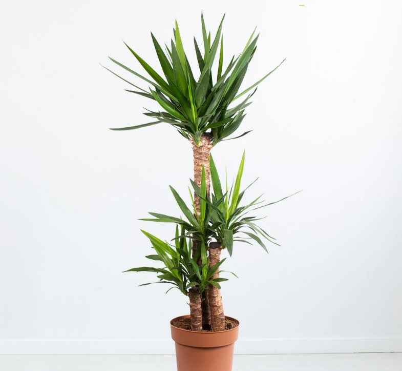 Yucca Indoor Plant 130cm-150cm - Ideal Addition to Your Home Decor