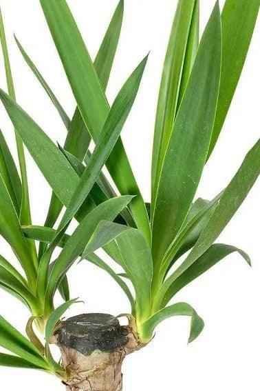 Yucca Indoor Plant 130cm-150cm - Ideal Addition to Your Home Decor